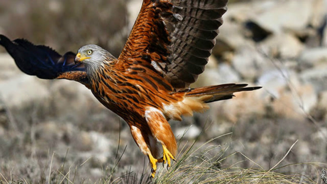 动物世界:老鹰捕食乌龟,手法很高明!