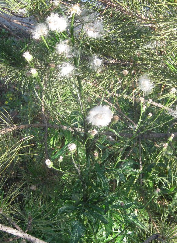 类似蒲公英飞絮的植物图片