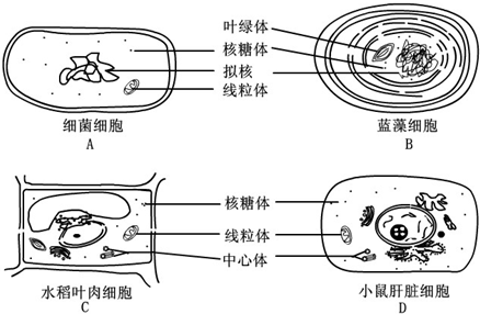 下列細胞亞顯微結構示意圖,正確的是( )a.ab.bc.cd.