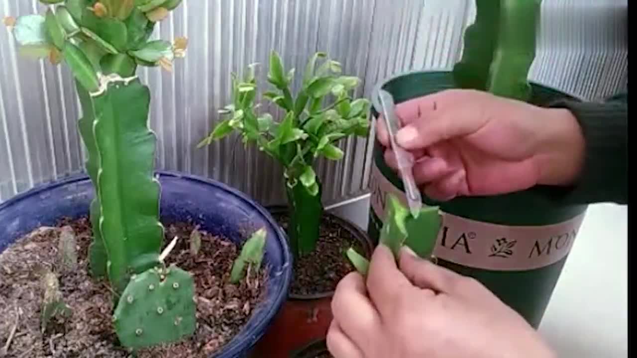 三角嫁接蟹爪兰,俩月新芽爆满盆,多种方法任你选,这才是技术