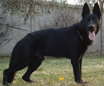 黑色的狗的品种图片