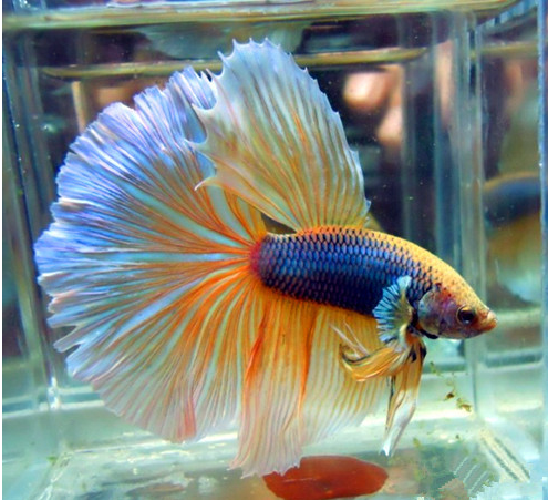 泰国斗鱼放在一个小杯子里养行吗?