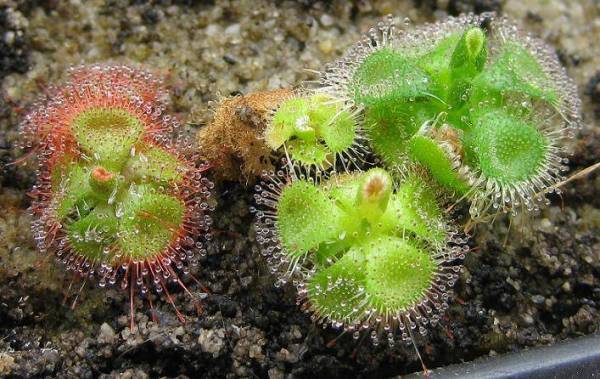 因为变异而产生的植物的图片