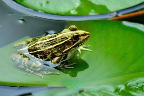 为何贵州一水田会有数万只长牙的青蛙互相残杀吞食?