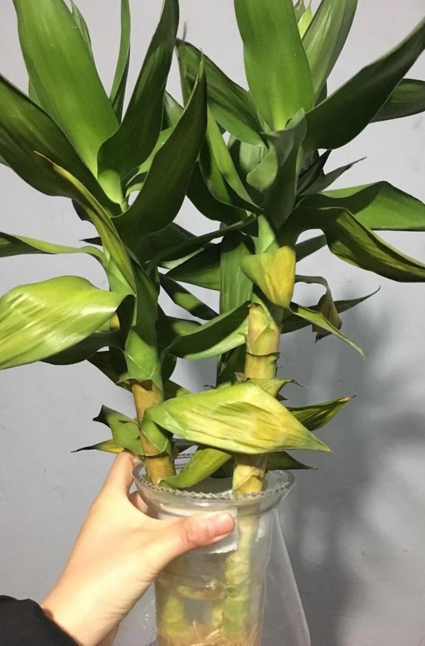 水竹 莲花竹叶子发黄怎么办,有图!