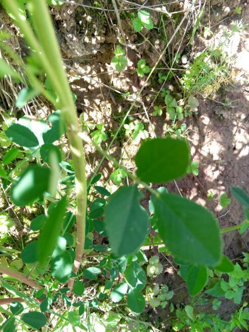 這是什麼植物,(草本植物,開黃花,莖幹1米左右,種子是顆粒狀)