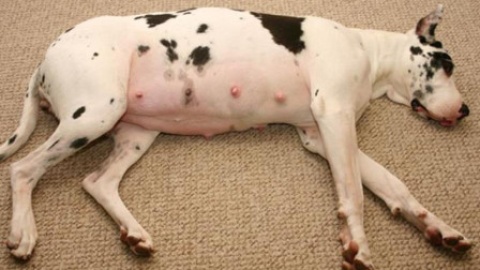 宠物狗天天关家里却导致怀孕,主人纳闷,看完监控慌了!