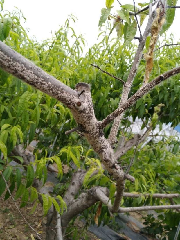 桃树上面是怎么回事?都是白色的