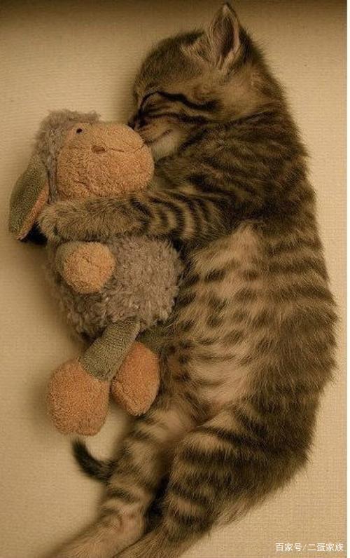 猫的智商是人几岁智商?