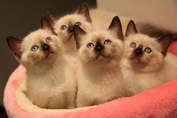 小母猫做绝育手术要几个月大