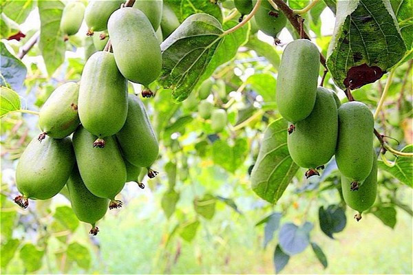 果子只有"拇指大"的野生"猕猴桃",一般生长在哪些地方?