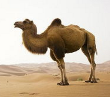 描写骆驼的成语有哪些?