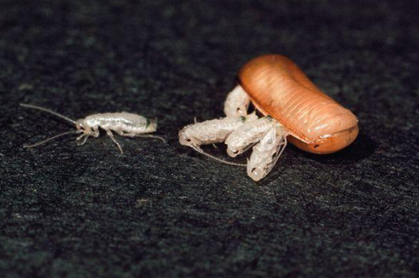 小强蟑螂幼虫图片