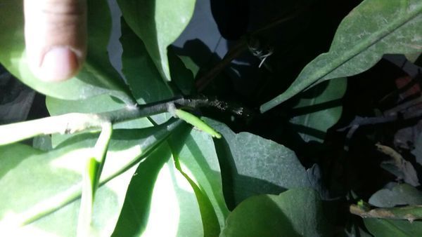 家里养的昙花,长了两朵新芽,这是花骨朵还就是