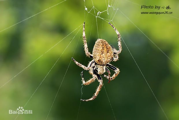 巨大的新疆蜘蛛图片
