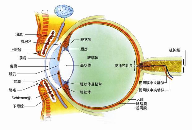 眼部解剖结构图解眼睛图片