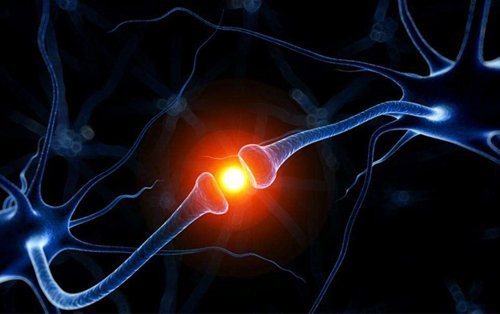 化学突触和电突触有什么区别