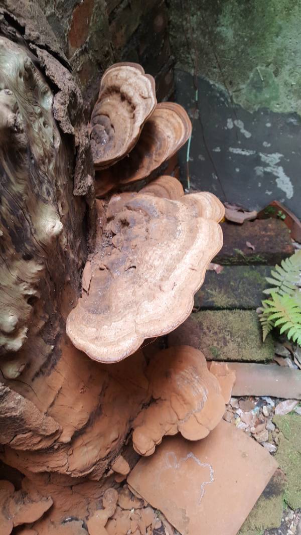 生长在龙眼木上的是不是灵芝_360问答