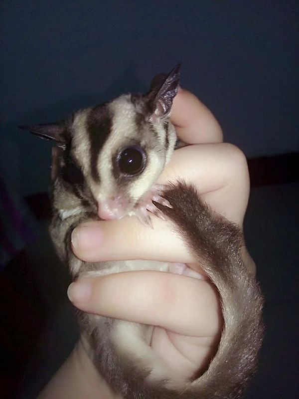 蜜袋鼯几个月算成年