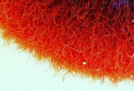 养鱼的红虫线虫是什么样子的