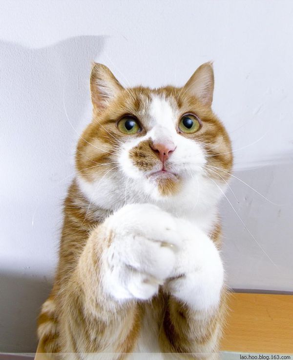 求一张猫爪子图片 不是卡通的 但是类似在做拜拜的动态图片