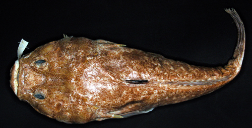 扁扁的鱼 海鱼图片