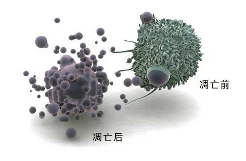 细胞凋亡和细胞坏死的区别是什么