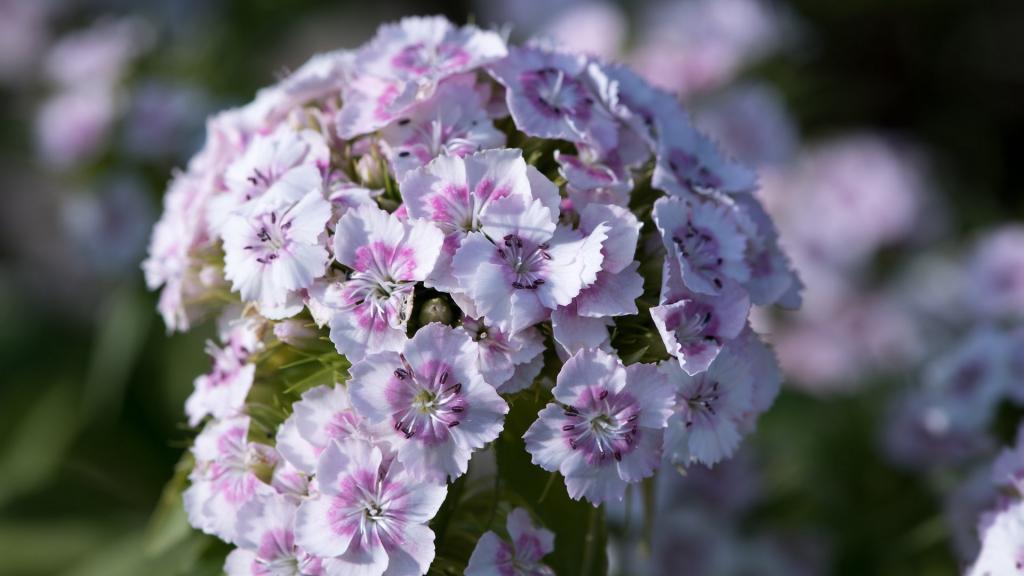 清新石竹花电脑壁纸[图4]