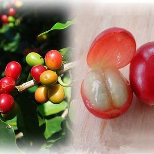 咖啡鲜果如何处理成咖啡生豆