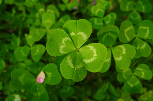 a four leaf clover是什麼意思?