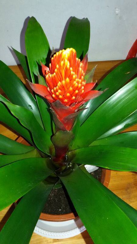 我家的花是属于鸿运当头的哪个品种,还有多长