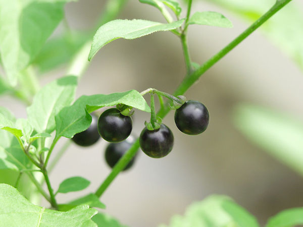 生长在农村草丛里一种植物,果实是一簇簇的,很小,成熟后是紫黑色,球形