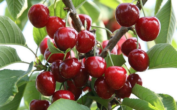 樱桃和桑葚可以一起吃吗