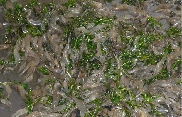 青蝦養殖的魚蝦混養技術