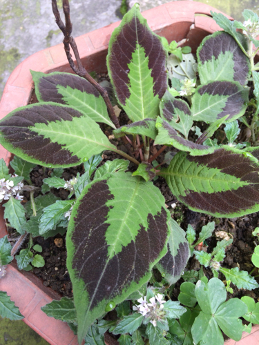 绿色叶子上有个紫色八字的草叫什么名字