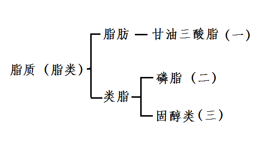 脂质也叫脂类,包括两大类,一是脂肪,二是类脂.