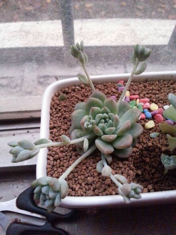 怎么移植多肉植物