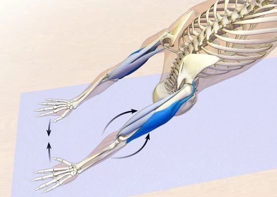 启动肱三头肌,稳定肘关节 4.肩膀