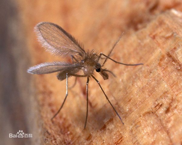 请详细的介绍一下白蛉子(昆虫)