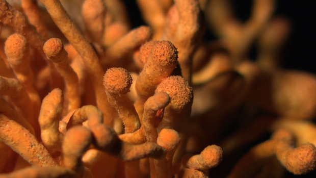 富硒虫草肽有副作用吗?