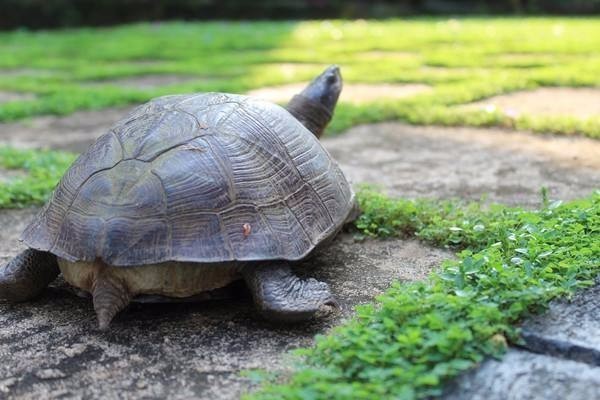 想在鱼缸里养鱼和乌龟,可是乌龟会吃鱼吗?