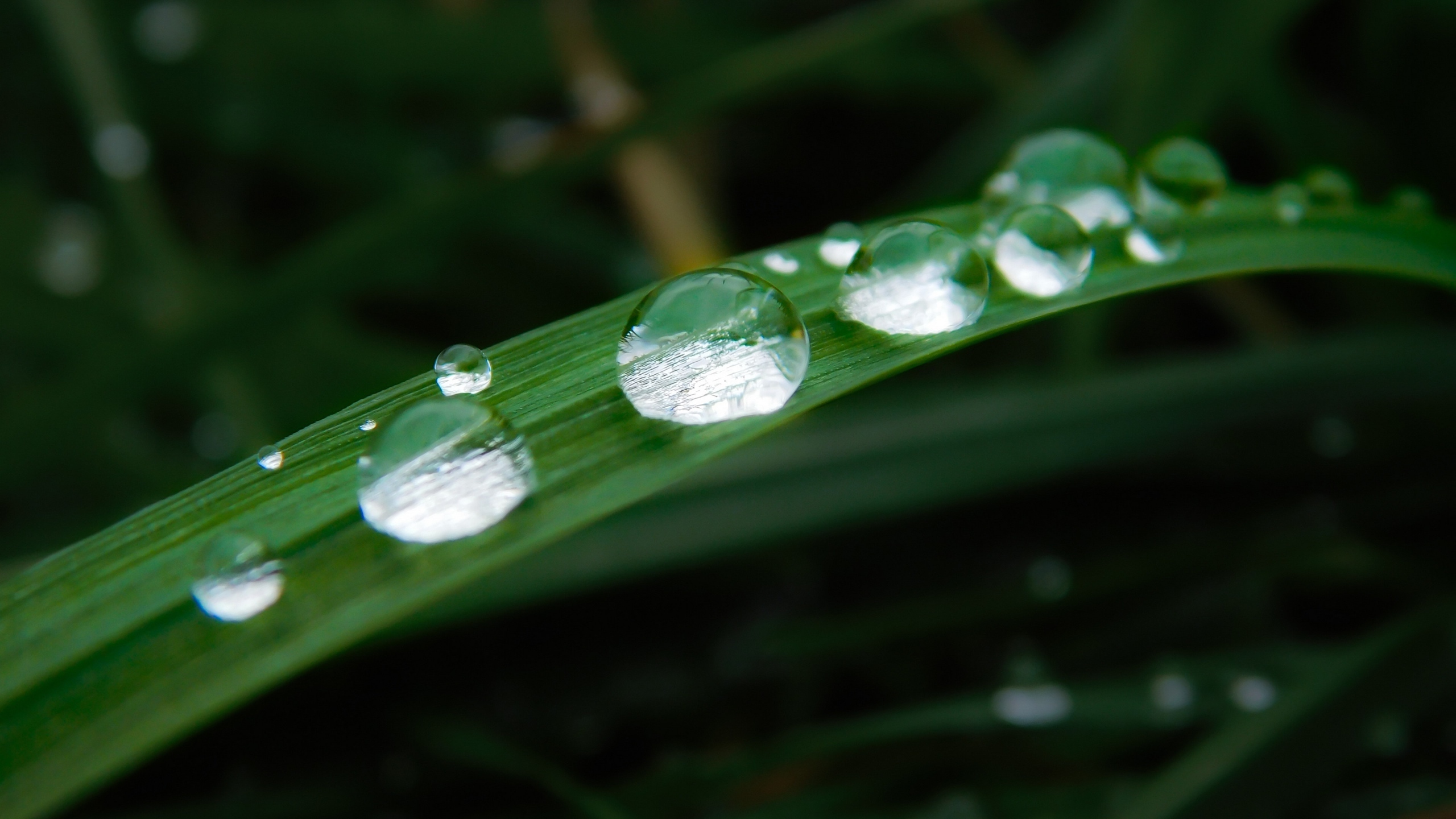 绿色小草上的水珠图片[图4]