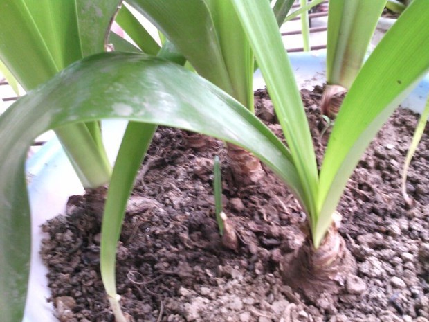 这种叶像君子兰,茎像洋葱的植物是什么?
