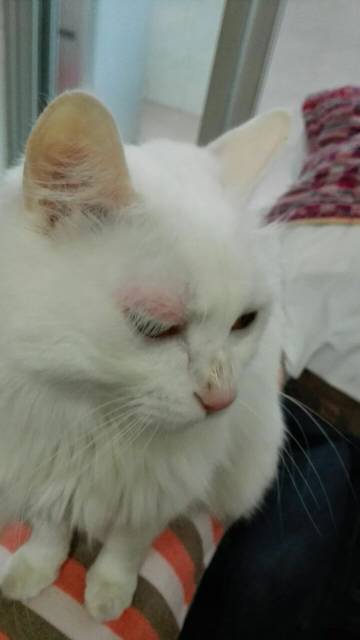 猫咪眼睛肿了,而且看起来没什么精神。早上还