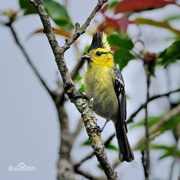 脑门上方有一撮竖着的黄毛是什么鸟