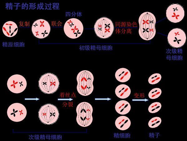 精子减数的过程图手绘图片