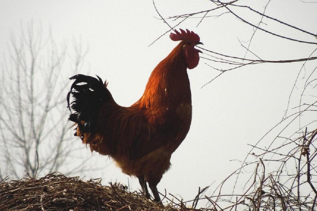 视频:为什么清晨 公鸡打鸣,全村人都能听到?看完解开多年疑惑