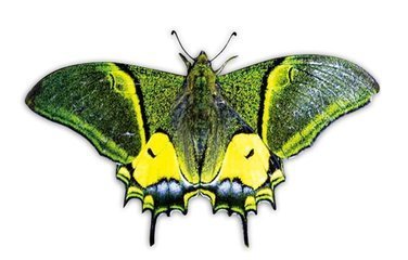 二尾凤蝶:世界上非常珍稀的蝶类昆虫之一