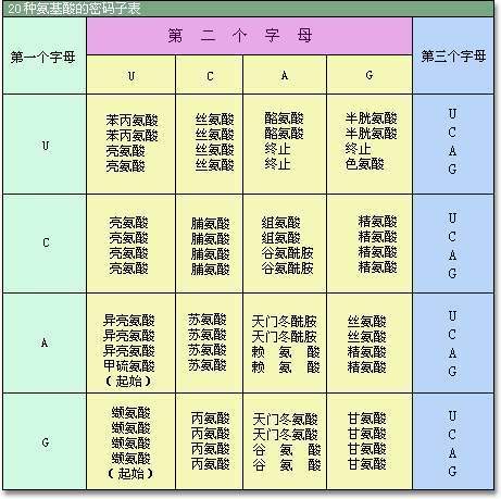 人体20种氨基酸图片