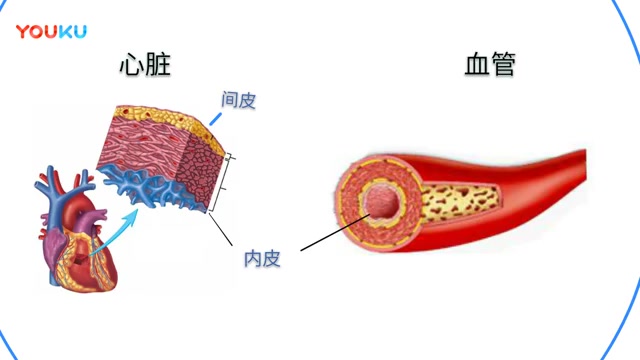 [图]正常组胚